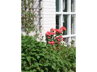 Vakantiehuis De Cocksdorp Buitenaudio-opname 3