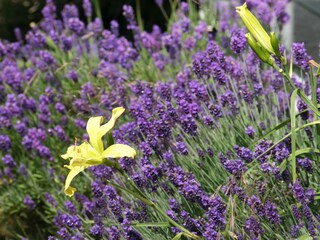 Casa per le vacanze De Cocksdorp Registrazione all'aperto 4