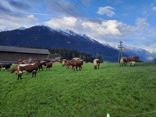 unsere Kühe auf der Weide