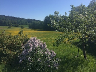 Blick in die Natur