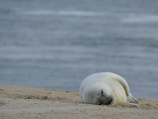 Schlafende Robbe am Strand.
