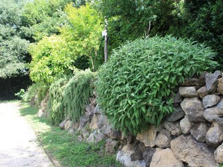 Appartamento per vacanze Genzano di Roma Registrazione all'aperto 7