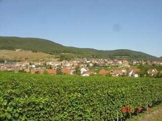 Blick über die Weinberge