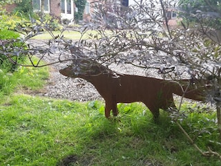 der Fuchs schaut zu