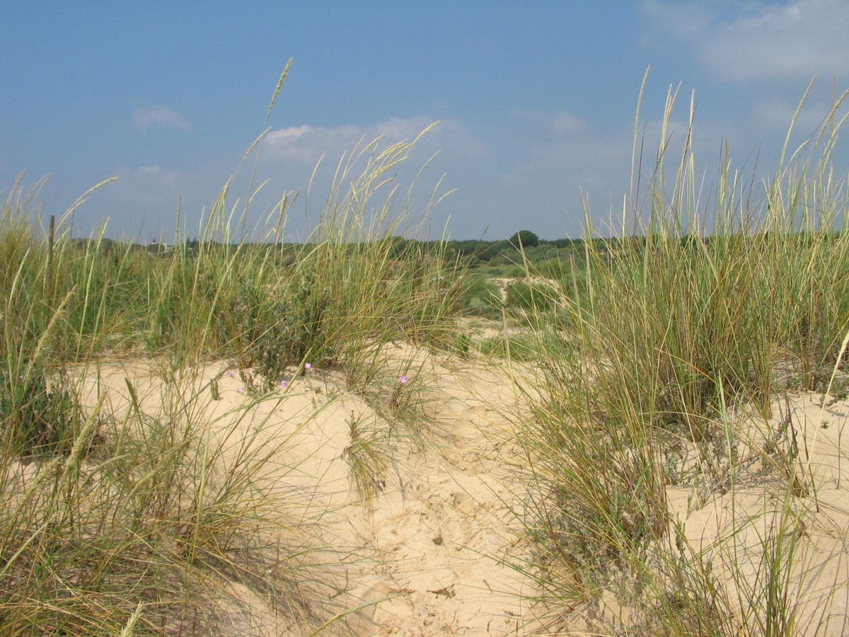 Dühnen am Strand/ Manta Rota