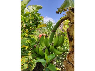 Casa per le vacanze Arona auf Teneriffa Registrazione all'aperto 3