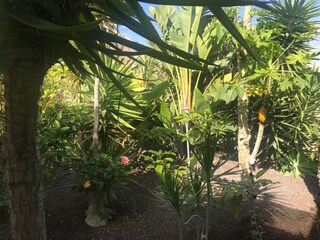 Casa per le vacanze Arona auf Teneriffa Registrazione all'aperto 4