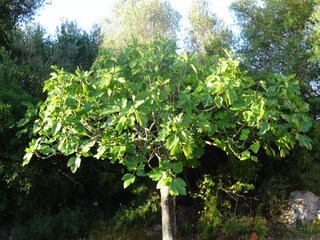 Tenuta Sant Llorenc des Cardassar Registrazione all'aperto 19