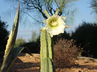 Tenuta Sant Llorenc des Cardassar Registrazione all'aperto 15
