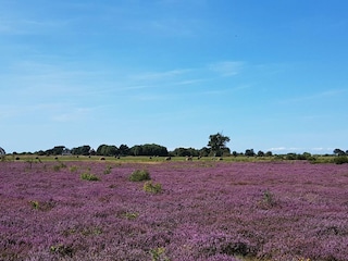 Heide Dünenheide 1 Hiddensee