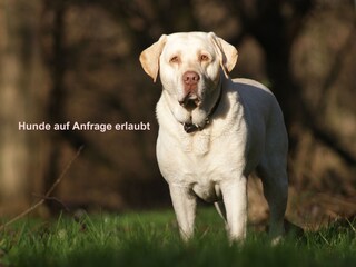 Appartamento per vacanze Bernkastel-Kues Caratteristiche 20