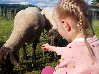 Holiday house Darlingerode Environment 32