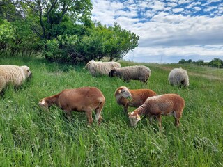 our  sheep