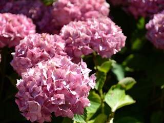 Vakantiehuis Fréhel Document 31