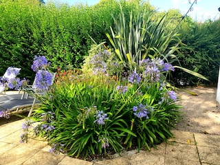 Agapanthus auf der Terrasse