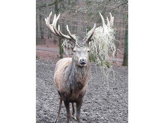 Wild- und Erlebnispark Daun, incl. Flugvorführungen