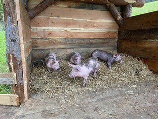 Appartamento per vacanze St. Jakob im Ahrntal Registrazione all'aperto 9