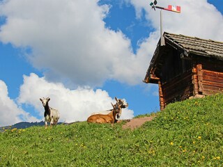Vakantieappartement St. Jakob im Ahrntal Omgeving 17