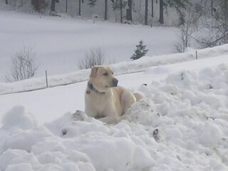 Appartement de vacances Breitnau Enregistrement extérieur 13