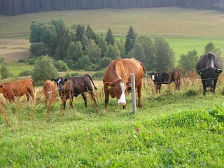 Appartement de vacances Breitnau Enregistrement extérieur 11