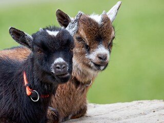 Appartement de vacances Breitnau Enregistrement extérieur 3