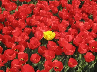 Casa per le vacanze Julianadorp Ambiente 20