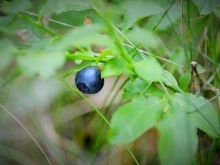 Blaubeeren für Zwischendurch