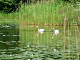 Schwäne auf dem G. Zermittensee