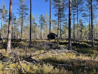 wunderschöne Pilzwälder