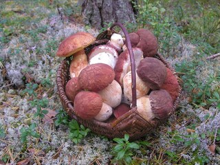 Holiday house Åmli Environment 16