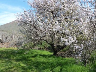 Mandelblüte