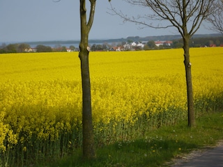 Rapsblüte an der Ostsee