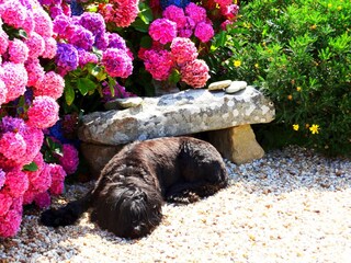 Ferienhaus Bretagne Maison Dodo Hunde erlaubt