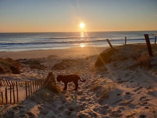 Bretagne Surfen Urlaub mit Hund am Meer