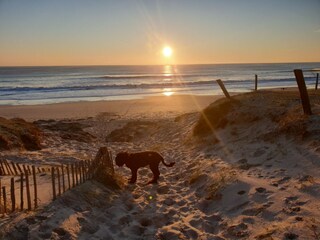 Urlaub mit Hund am Meer