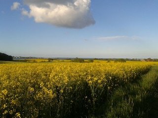 Rapsfeld in Kappelner Umgebung