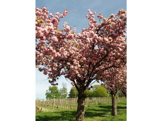 Kirschblüten am Schloß