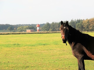 Blick vom Garten über die Wiese bis zum Deich