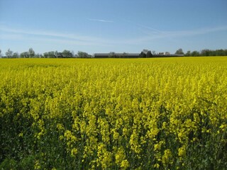 Appartamento per vacanze Kappeln (Stadt) Ambiente 18