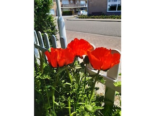 Mohn im Vorgarten