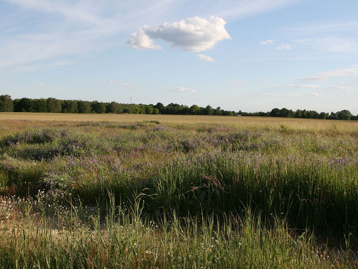 Blick vom Sonnenhügel zur Döberitzer Heide