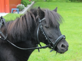 Unsere Ponystute "Lotte"
