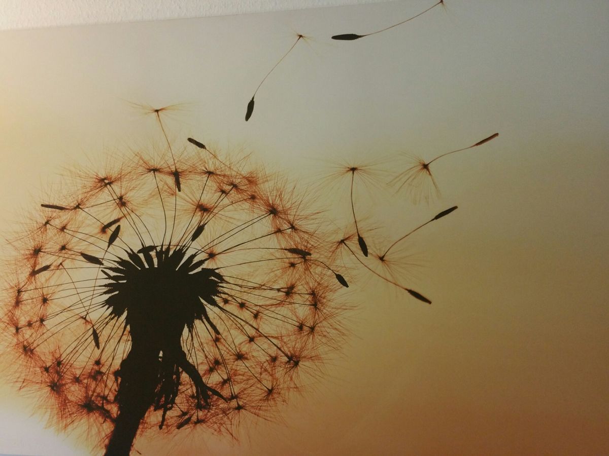 willkommen in der ferienwohnung pusteblume