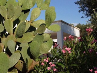 Vakantiehuis Manduria Buitenaudio-opname 3