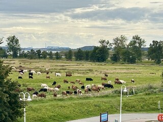 Blick vom Balkon Richtung Peenewiesen