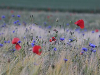 fields and meadow