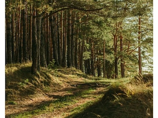 Ein idyllischer und beruhigender Wald auf der Insel.