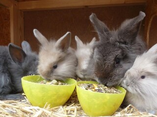 Casa per le vacanze Nes Ambiente 21