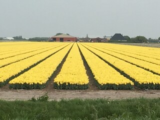 Casa per le vacanze Julianadorp Ambiente 15