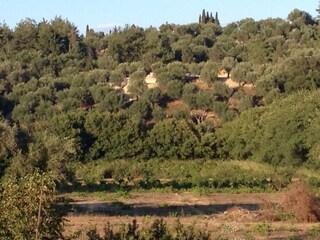 Lage im Olivenhain